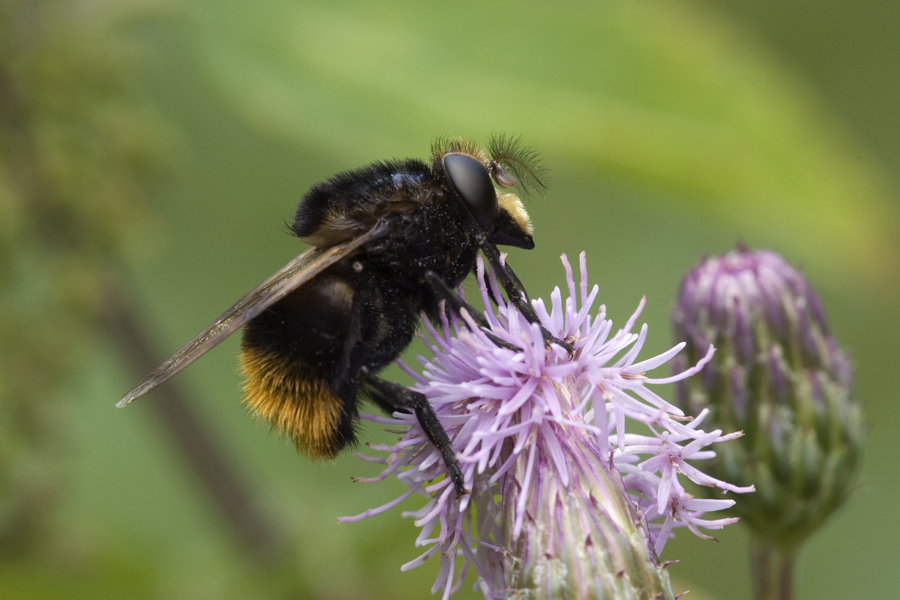 Syrphe Volucella bombylans