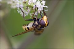 Syrphe Volucella inanis