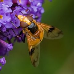 Syrphe Volucella inanis