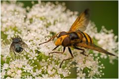 Syrphe Volucella inanis et Lucilie verte