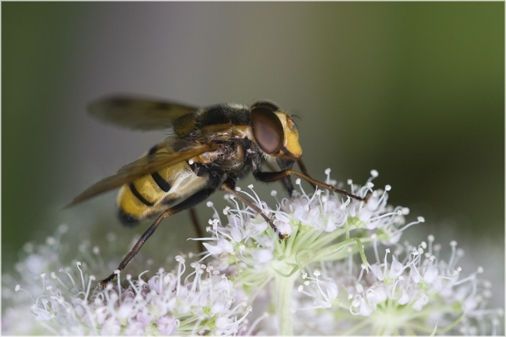 Syrphe Volucella inanis femelle