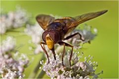 Syrphe Volucella inanis mâle