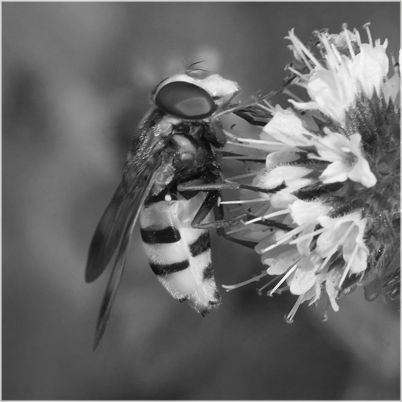 Syrphe Volucella inanis sur menthe