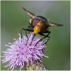 Syrphe, Volucella pellucens