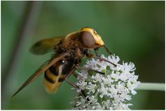 Syrphe Volucella zonaria