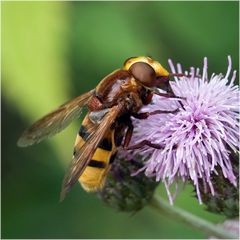 Syrphe Volucella zonaria