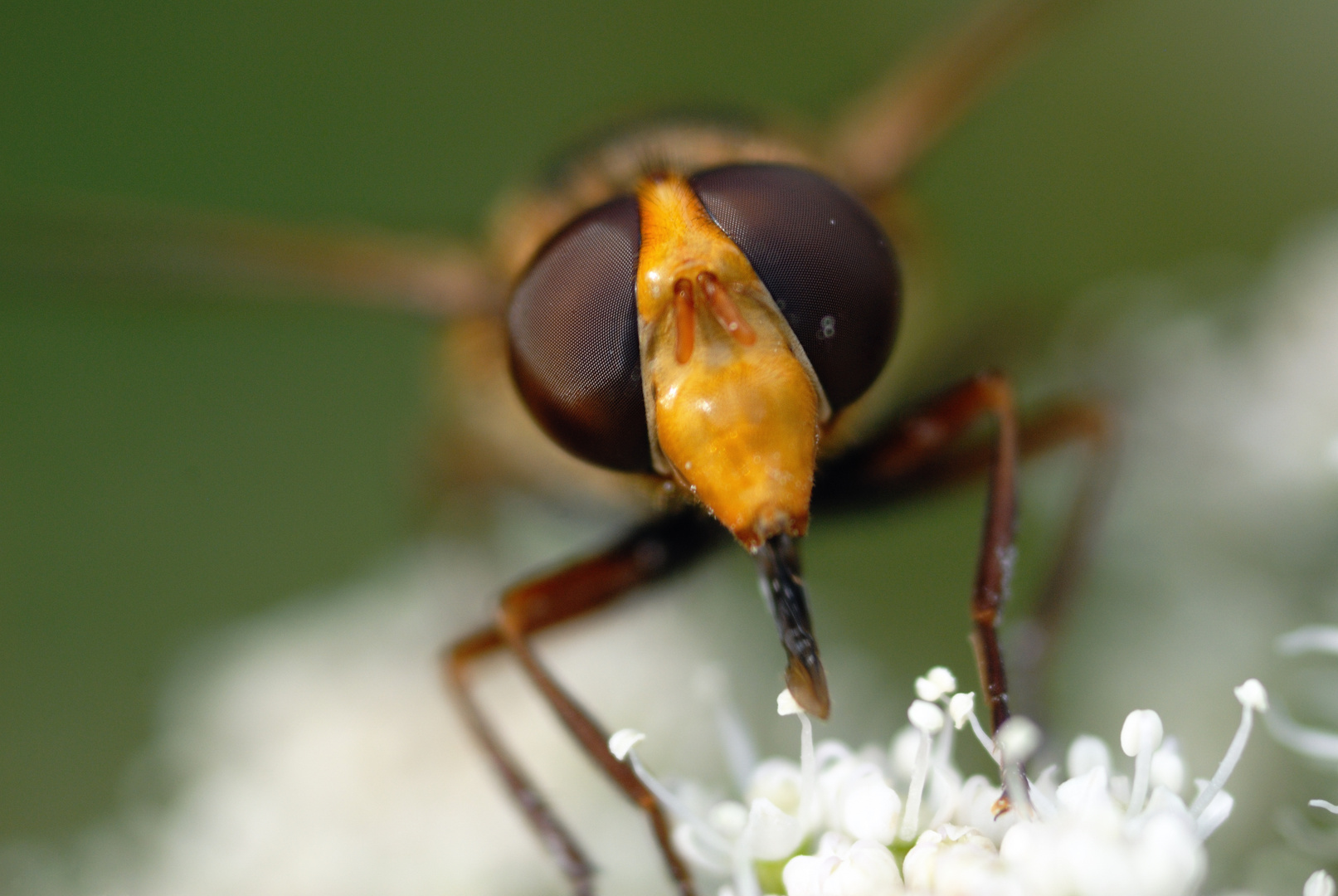 Syrphe - Volucella zonaria