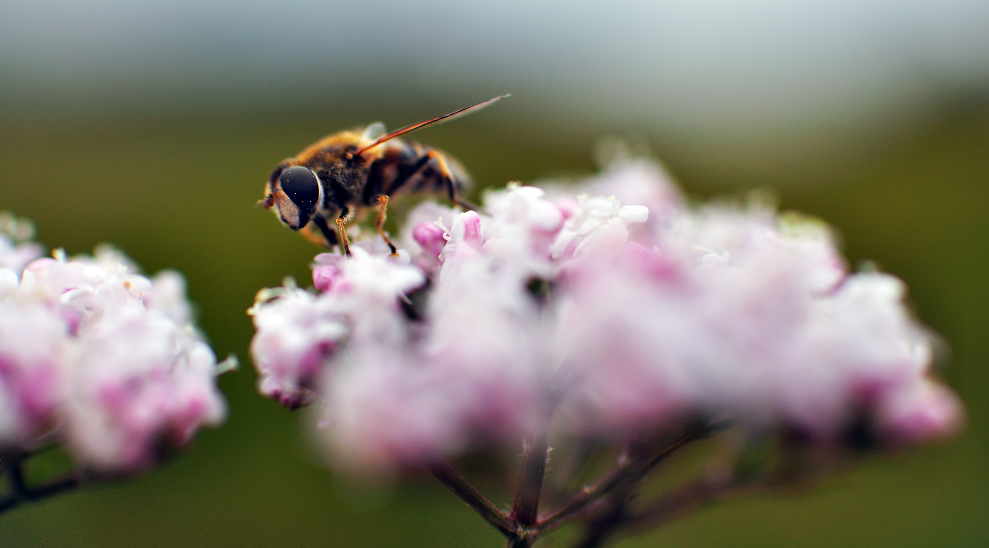 syrphid fly on valerian