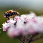 syrphid fly on valerian