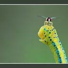 Syrphid Fly (Syrphus ribesii)~landed on Blue Tiger Moth Caterpillar (Dysphania percota)~