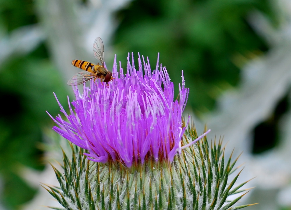 Syrphidae