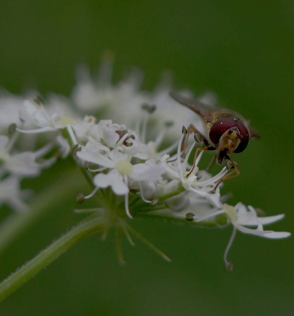 Syrphidae