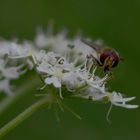 Syrphidae