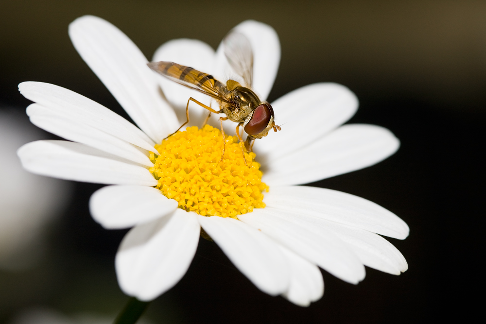 Syrphidae