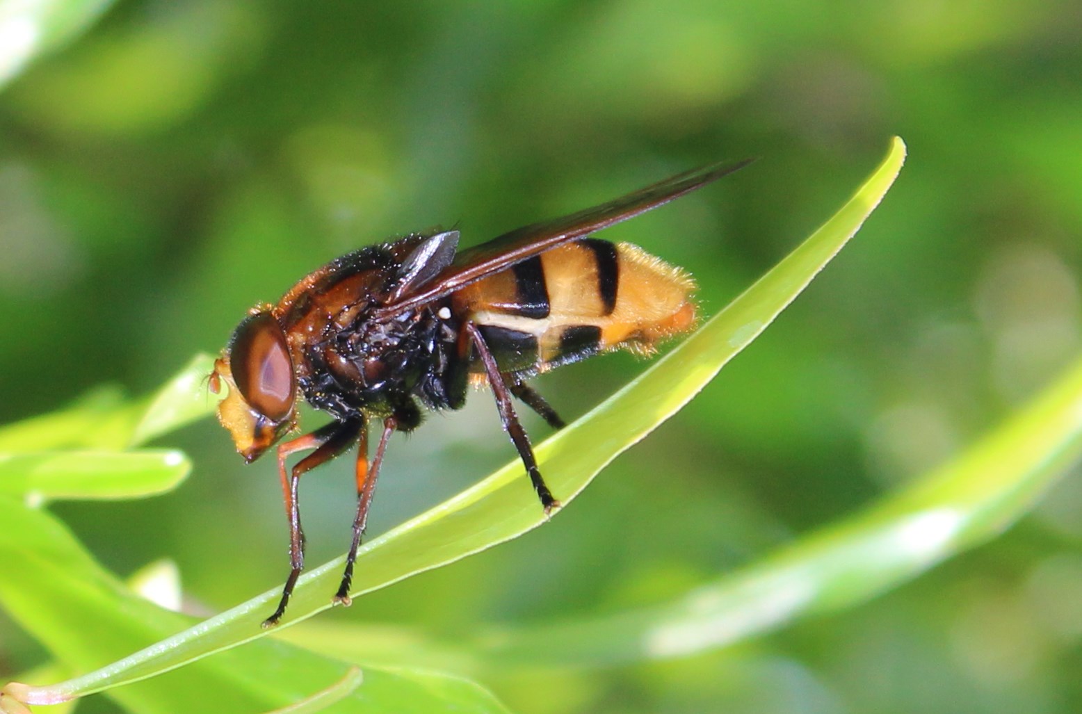 Syrphidae