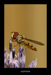 syrphidae