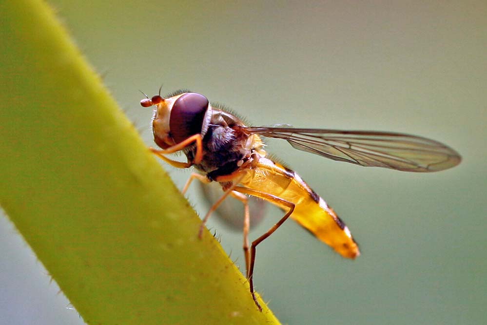 Syrphidae