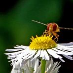 Syrphidae