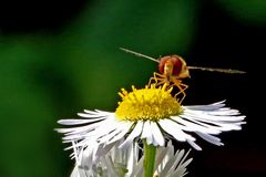 Syrphidae