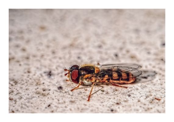 Syrphidae