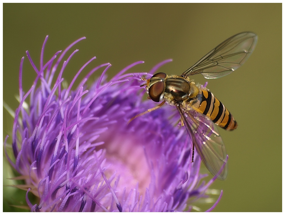 Syrphidae