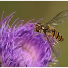 Syrphidae