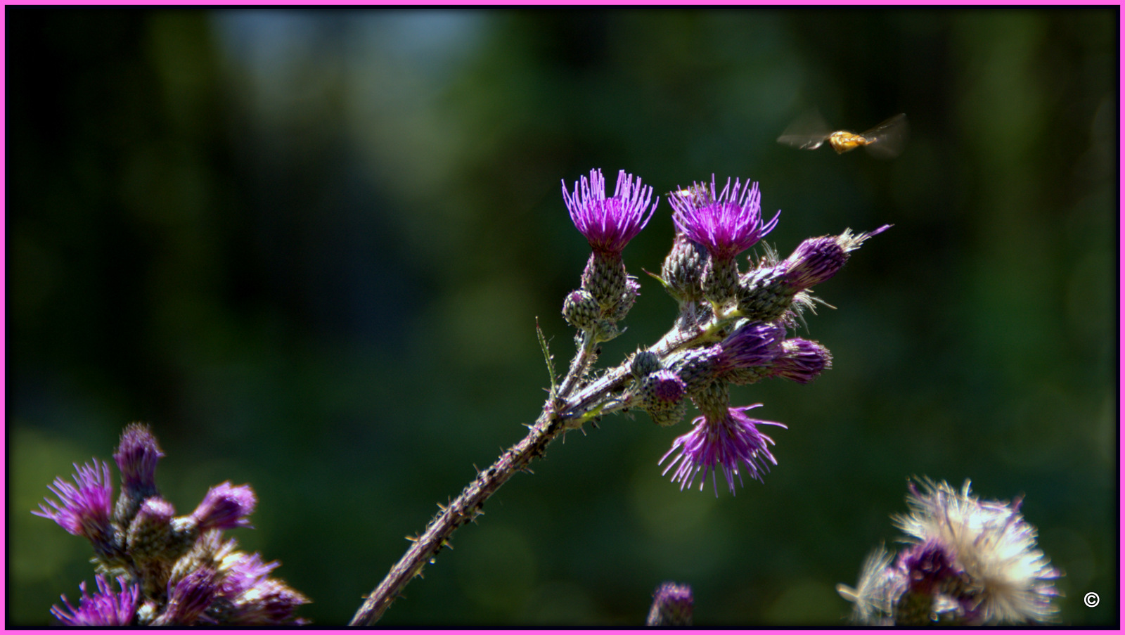 Syrphidae an der Carduus personata