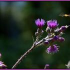 Syrphidae an der Carduus personata