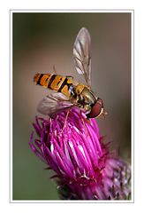 Syrphidae auf einer Onopordum acanthium