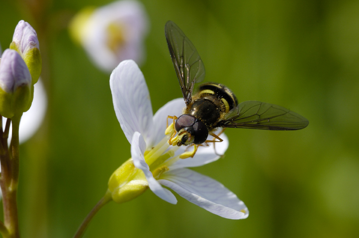 Syrphidae