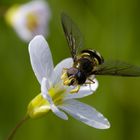 Syrphidae