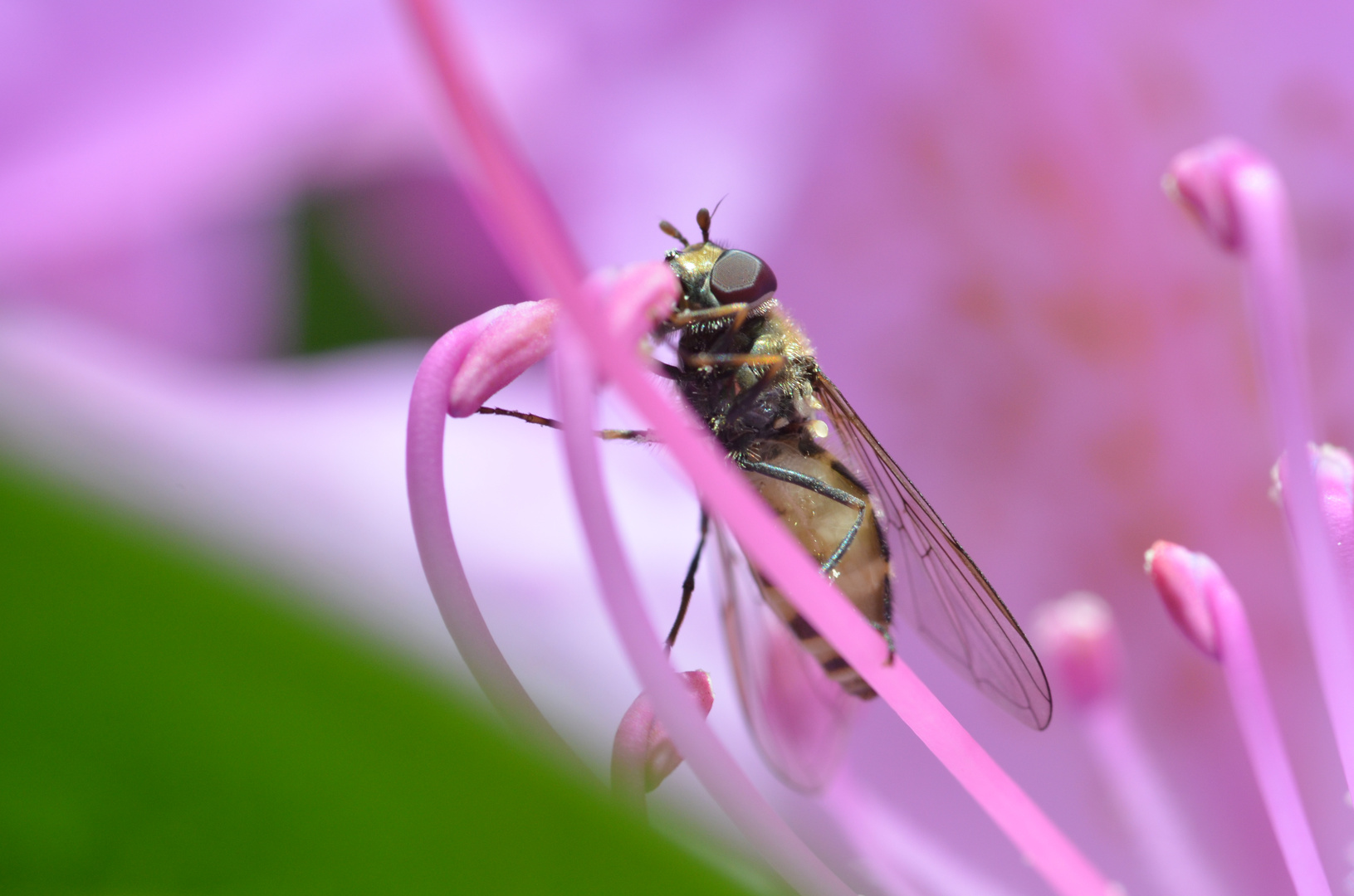 Syrphidae