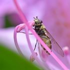 Syrphidae