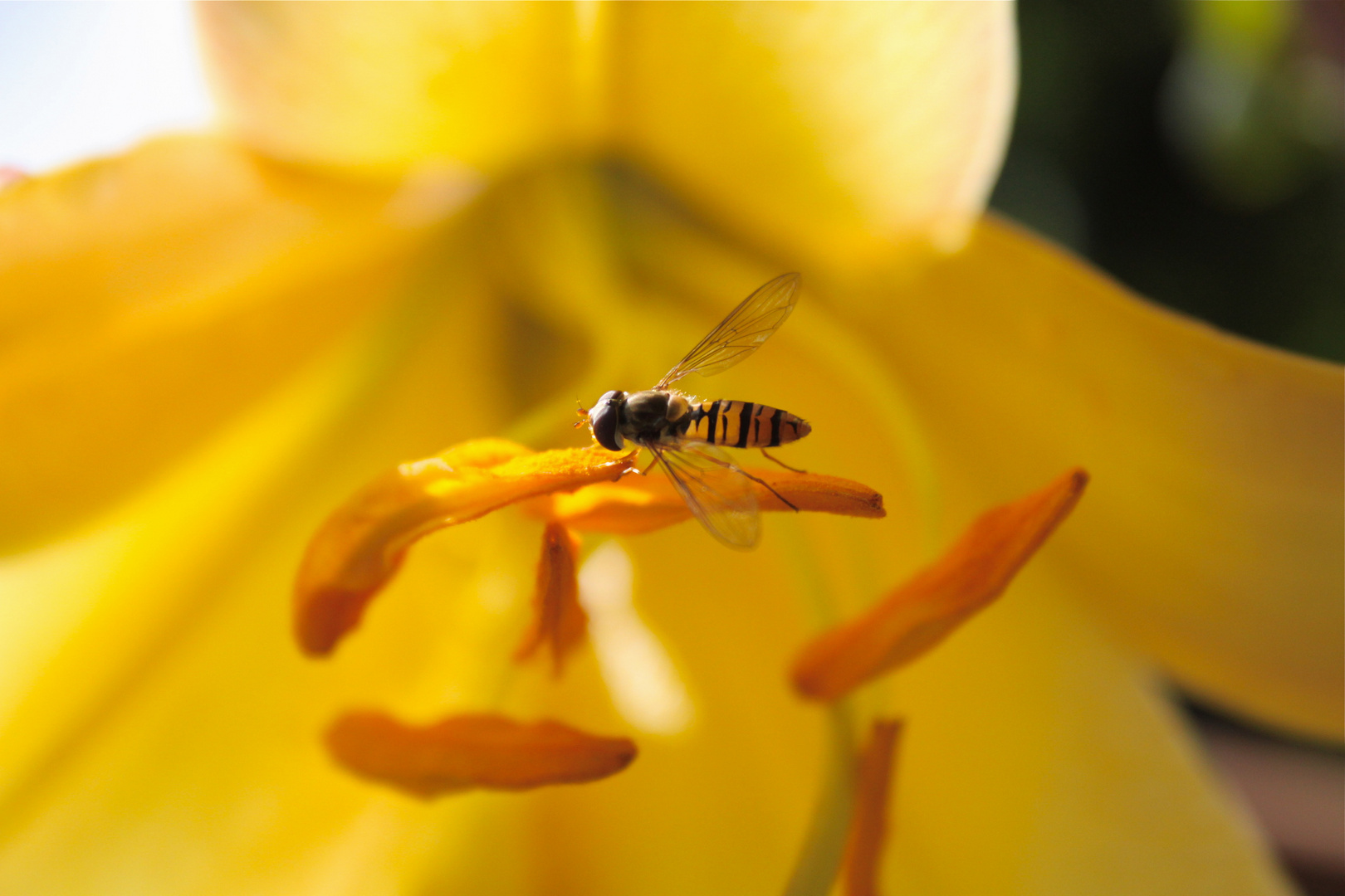 Syrphidae