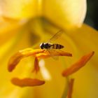 Syrphidae