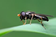 Syrphidae, Cheilosia pagana