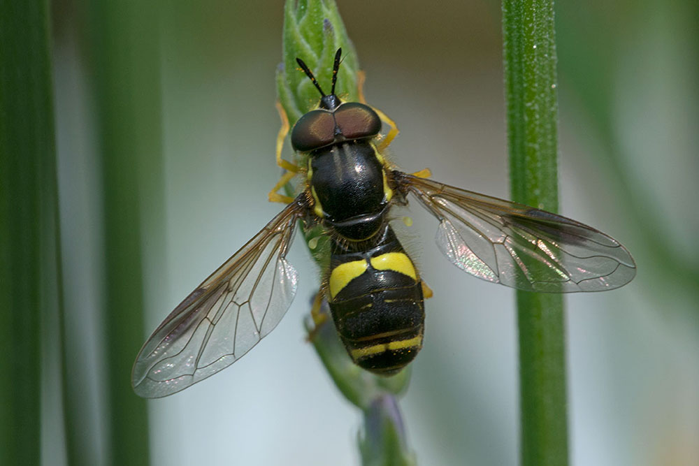 Syrphidae : Chrysotoxum bicinctum