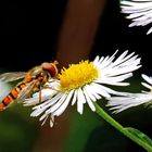 Syrphidae