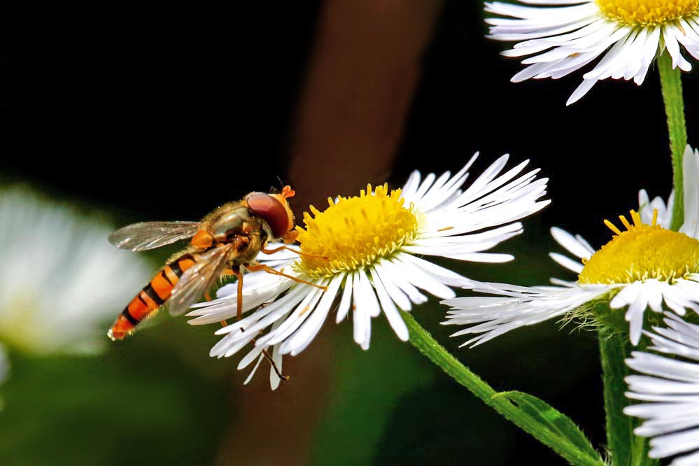 Syrphidae