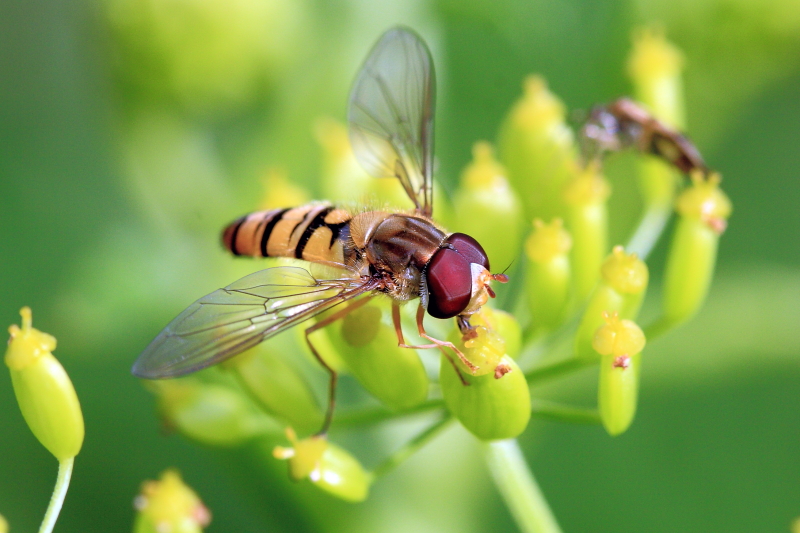 Syrphidae