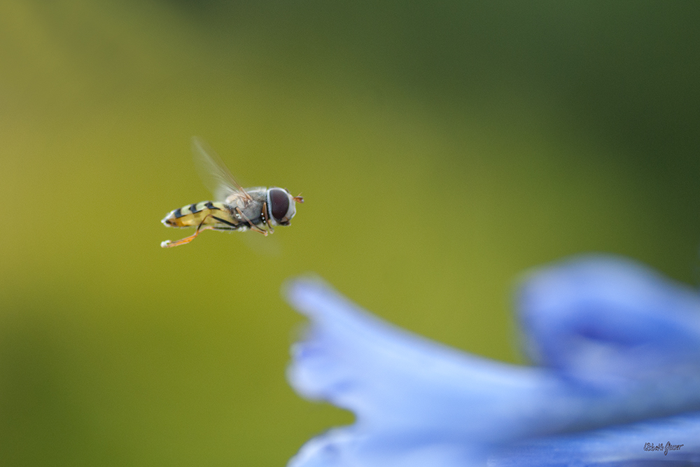 Syrphidae en vol