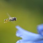 Syrphidae en vol