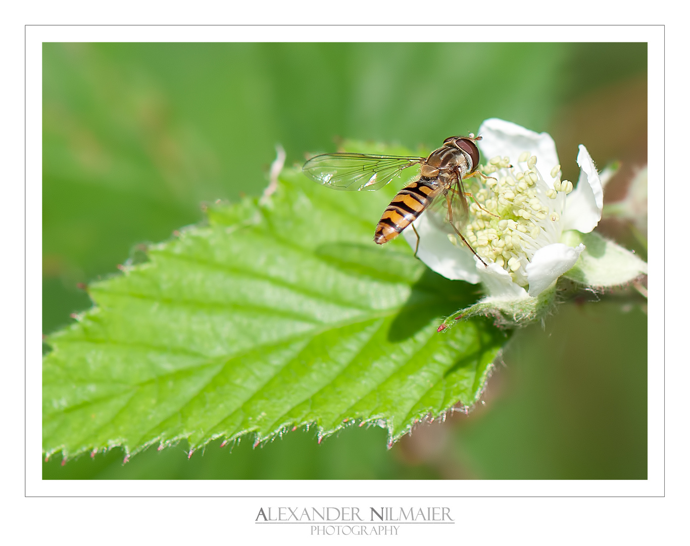 Syrphidae