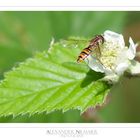 Syrphidae