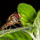 Syrphidae