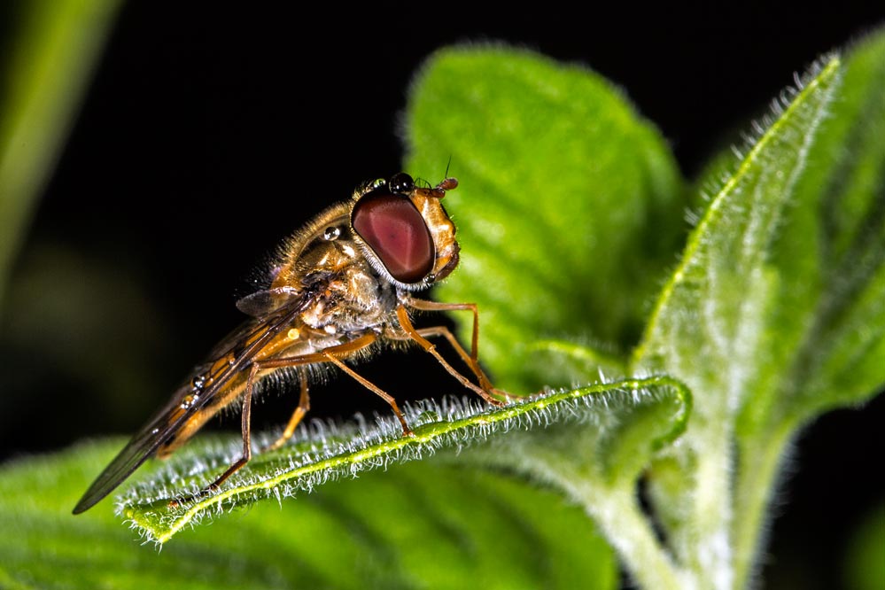 Syrphidae