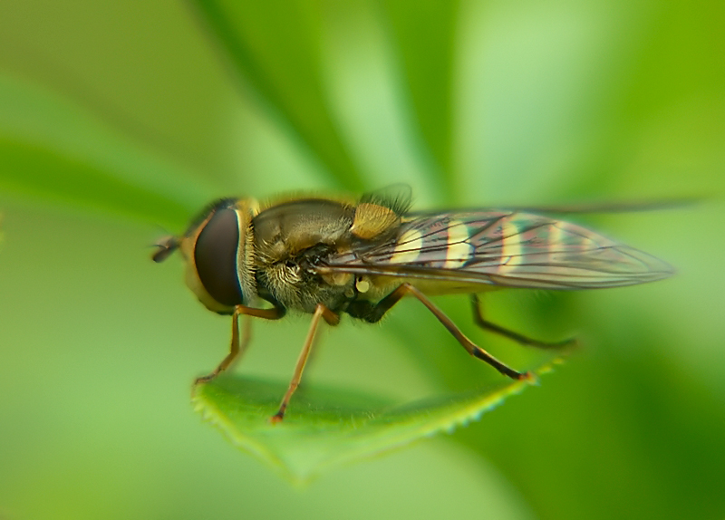 Syrphidae