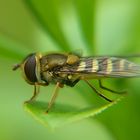 Syrphidae