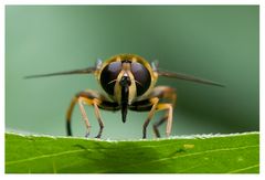 Syrphidae : Helophilus pendulus