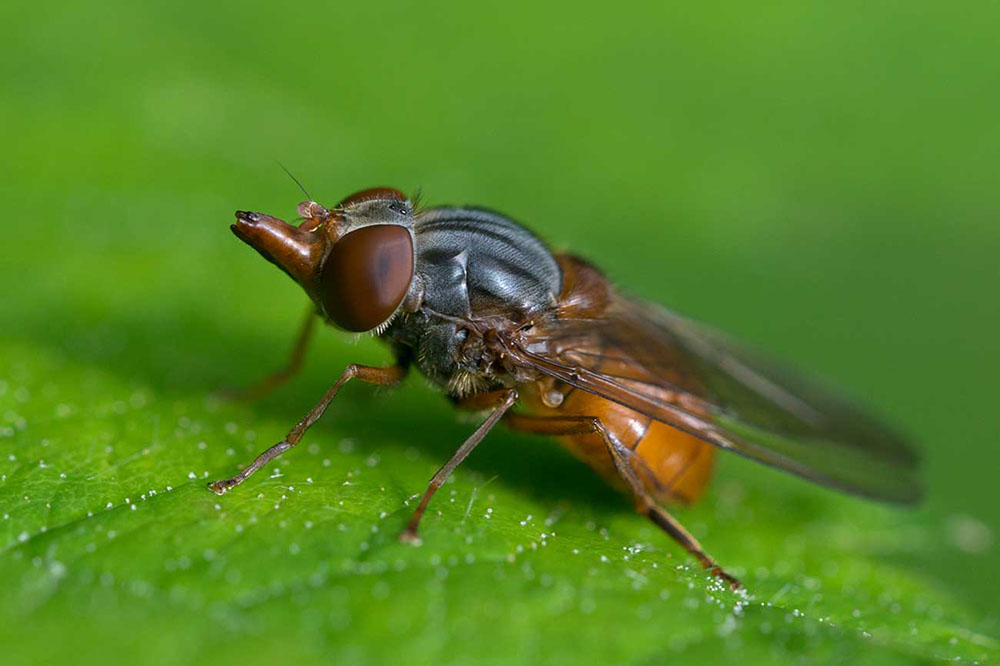 Syrphidae : Rhingia campestris